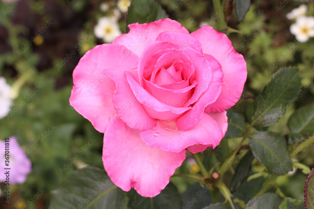 Pink roses on a bush in the garden in summer