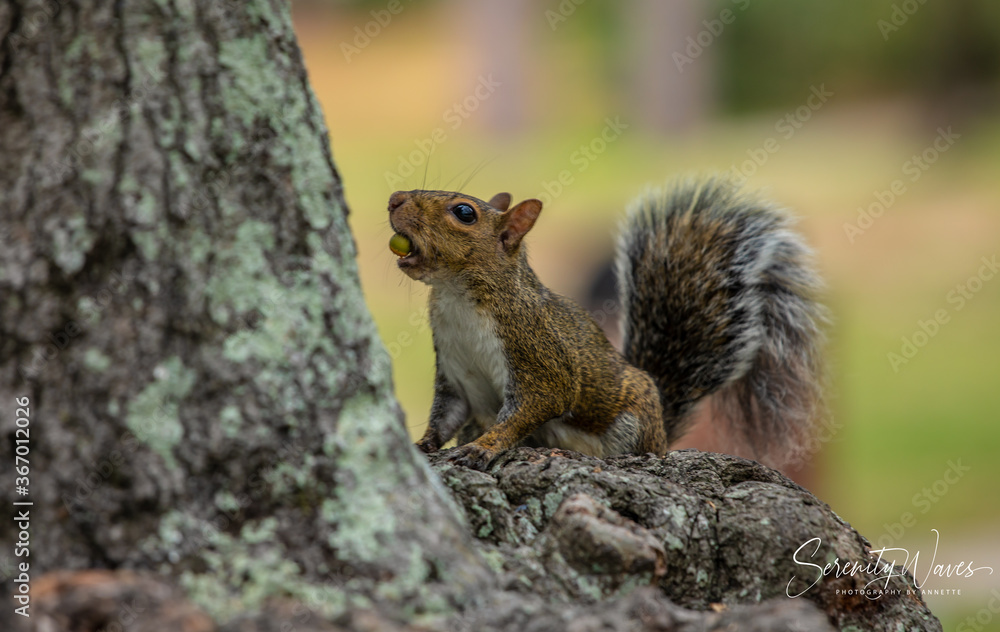 Fototapeta premium Dinner