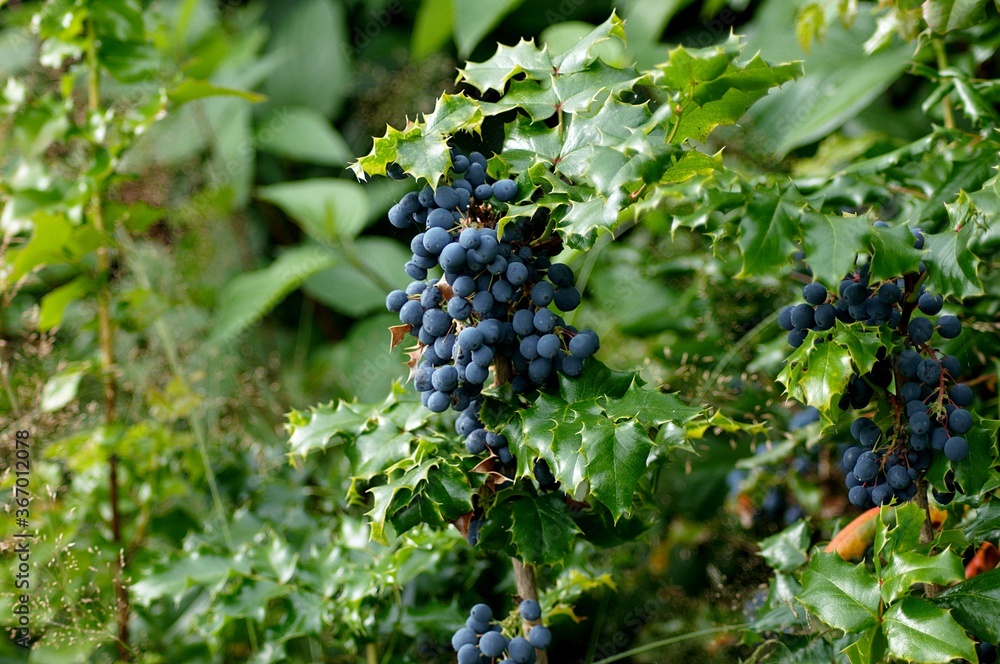 A bunch of Oregon grapes, which are not true grapes, but berries, along with their distinctive spiny leaves.