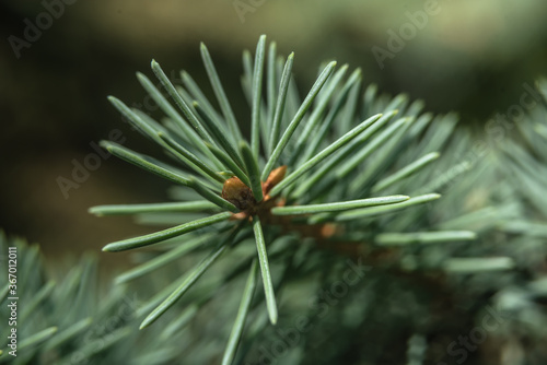 Green young shoots of pine with cones and needles on a blurred background