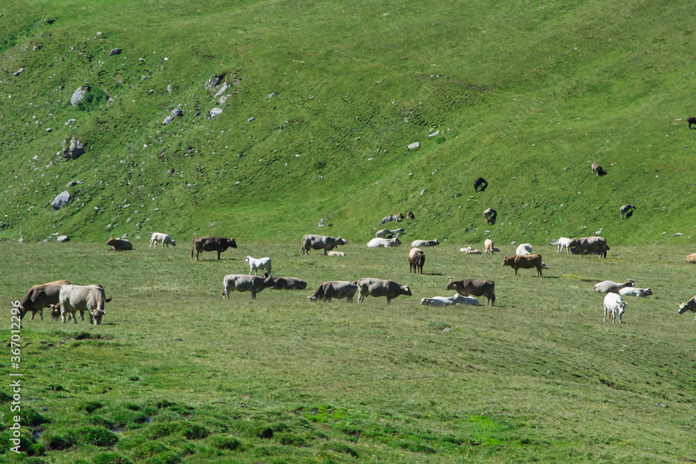 Vacas en el Pirineo de Gerona