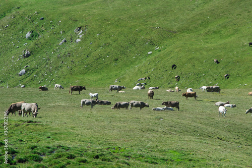 Vacas en el Pirineo de Gerona © Alberto