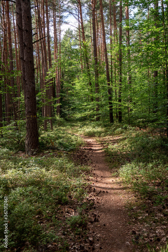 Fototapeta las jesień natura ścieżka