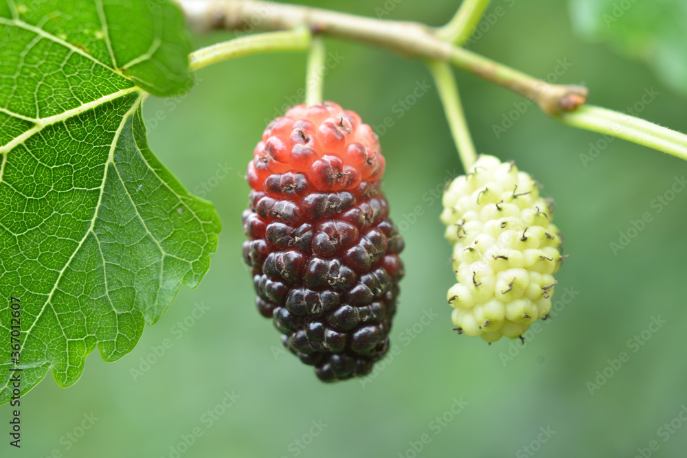 Black mulberry berries (Morus nigra) ripen on a tree branch Black mulberry berries (Morus nigra) ripen on a tree branch