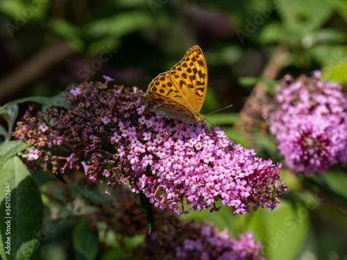 Großer Perlmutterfalter auf Sommerflieder photo