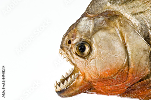 Piranha's head isolated on white background