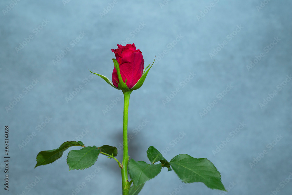 Fototapeta premium Red rose isolated on grey background.