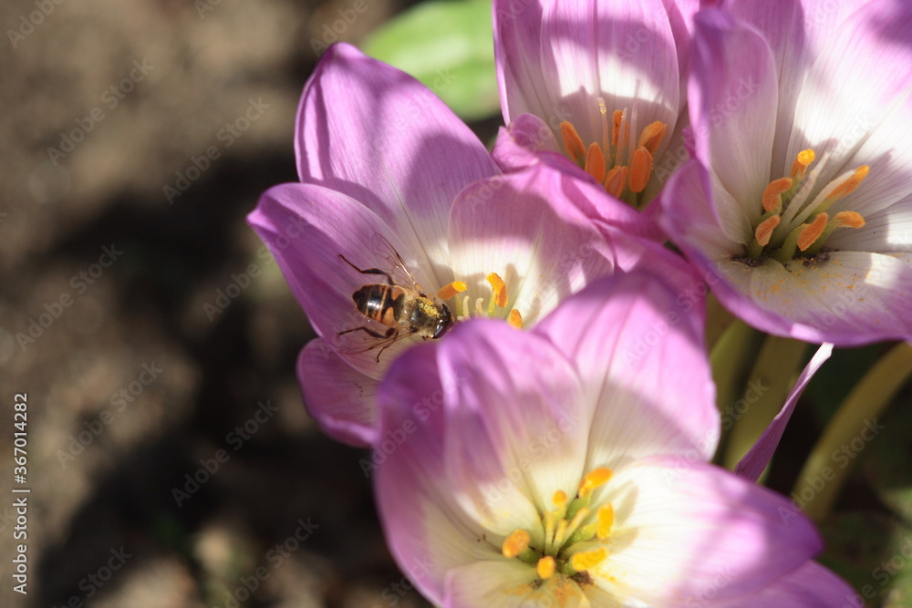 Flowers of the autumn Crocus (Colchicum) and a bee. Flowers of the autumn Crocus (Colchicum) and a bee.