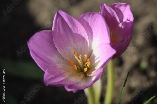 Flowers of the autumn Crocus  Colchicum  and a bee.