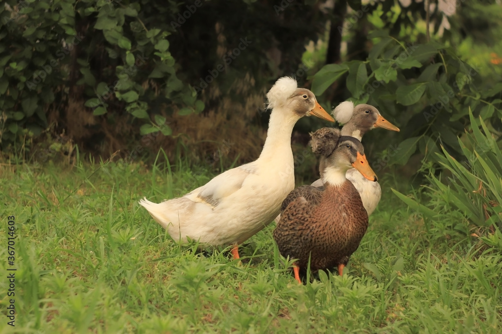 Fototapeta premium Ducks walking in the garden outdoors