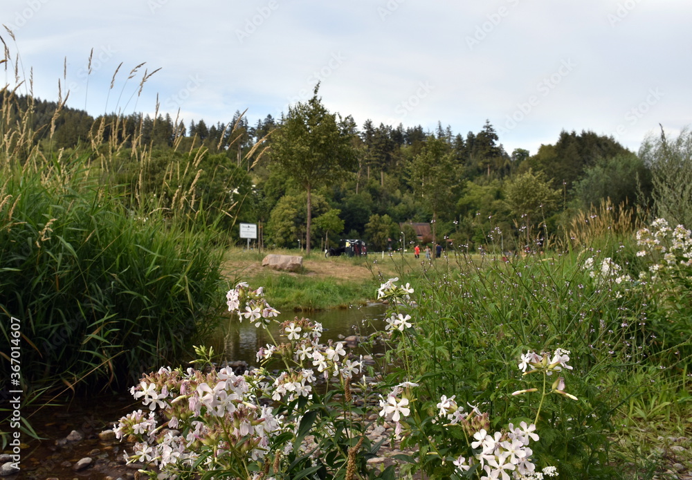 Sommerlandschaft an der Dreiam in Freiburg Sommerlandschaft an der Dreiam in Freiburg
