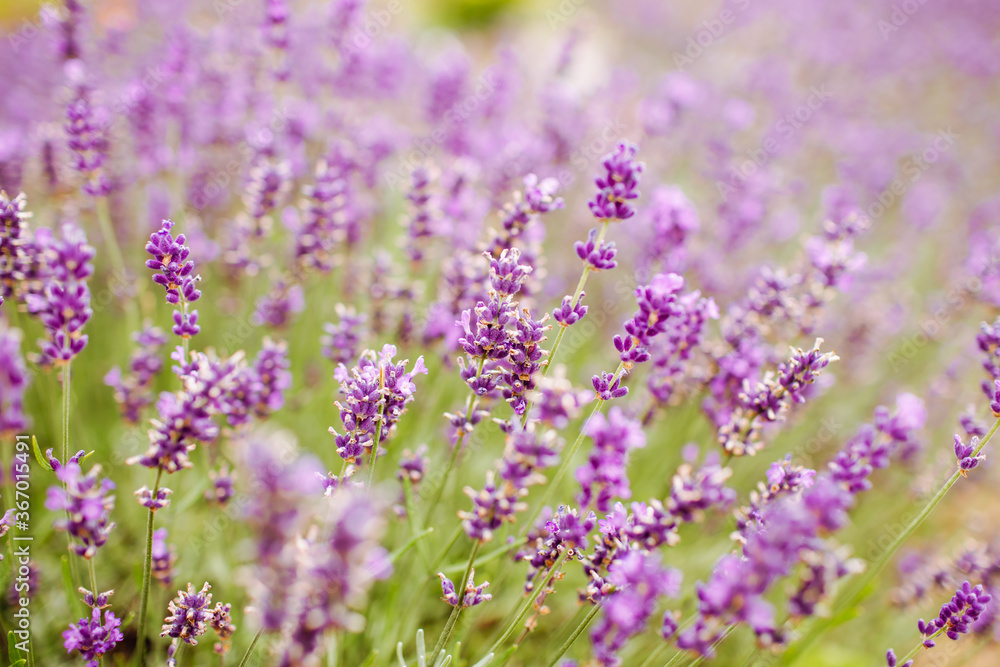 Closeup of purple lavender flowers. Selective focus. Closeup of purple lavender flowers. Selective focus.