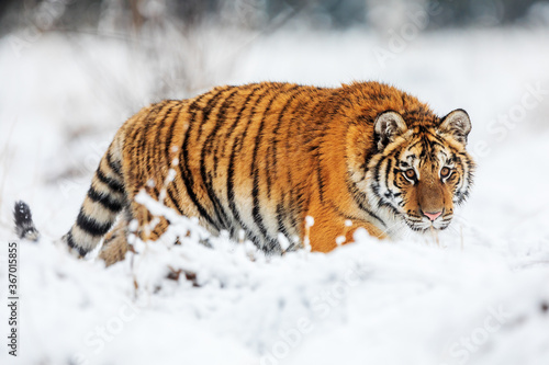 Siberian tiger (Panthera tigris tigris) looking for prey in the snowy swamps of the taiga