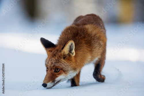 red fox (Vulpes vulpes) beautiful young fox very close up sniffing in the snow in the wild landscape