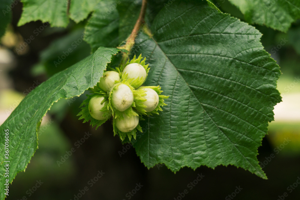 Closeup of unripe hazelnuts growing on a branch. Selective focus, bokeh. Closeup of unripe hazelnuts growing on a branch. Selective focus, bokeh.