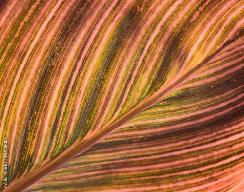 Red and Green Leaf macro abstract