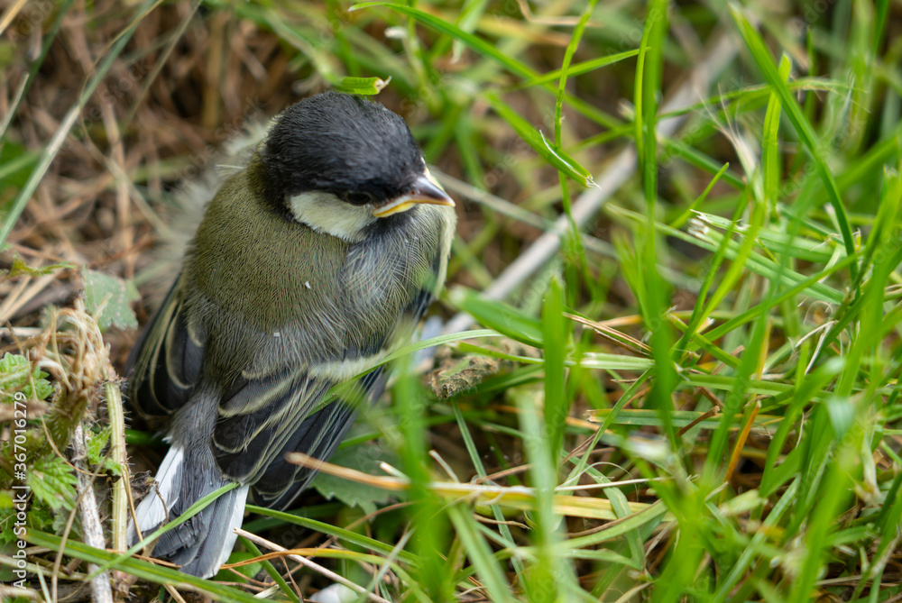 Obraz premium Nahaufnahme, junge, frisch geschlüpfte Kohlmeinse allein im Gras