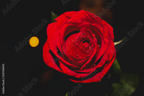 red rose on love