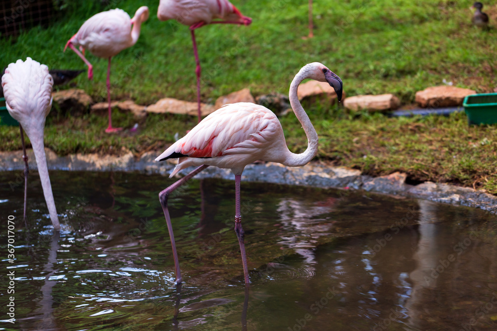 Wild animals close up: pink flamingos walking along the pond Wild animals close up: pink flamingos walking along the pond