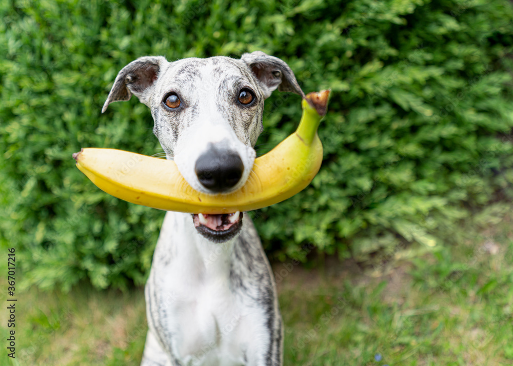 junger Windhund, Whippet, mit gelber Banane im Maul