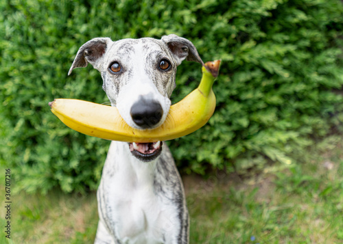 junger Windhund, Whippet, mit gelber Banane im Maul