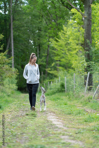 junge Frau geht im Frühling mit Hund im Wald spazieren - Whippet, Windhund 3 Jahre alt