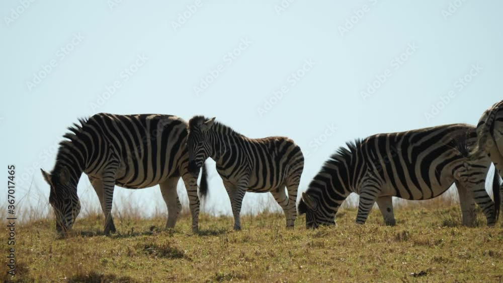 Plains Zebra in Natural Habitat, South Africa Plains Zebra in Natural Habitat, South Africa