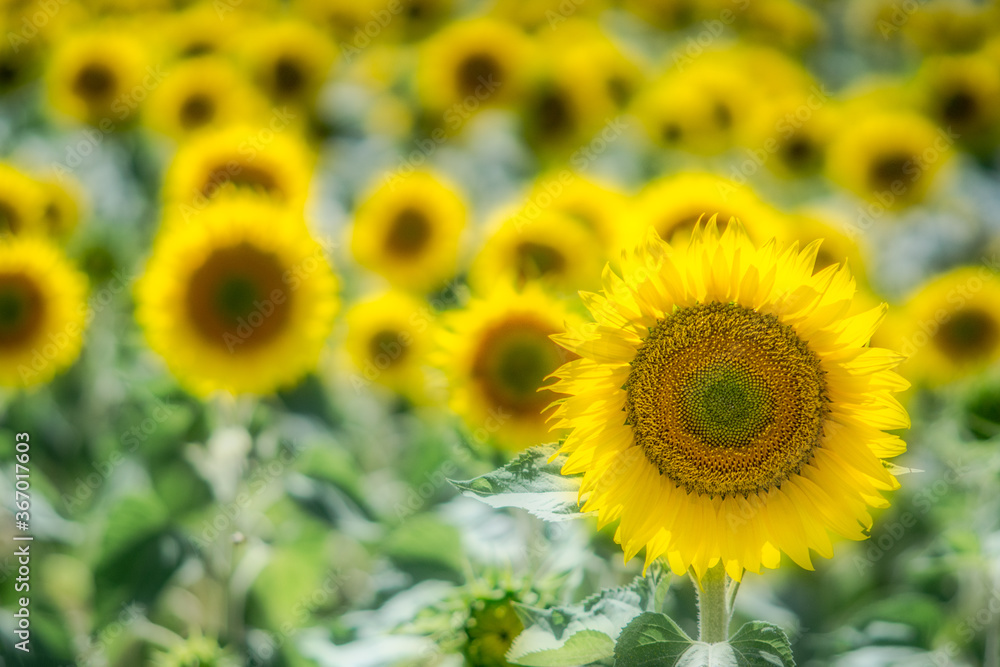 girasoles creciendo en los campos de Castilla girasoles creciendo en los campos de Castilla
