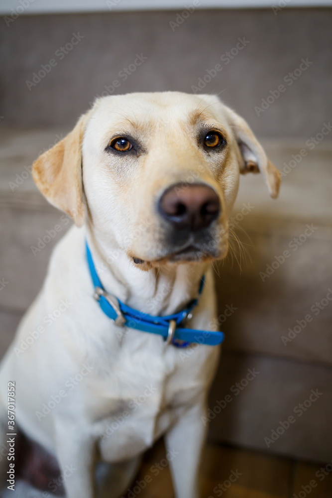 A large white labrador lies on the sofa, a dog in the house, apartment. Pet friend of man A large white labrador lies on the sofa, a dog in the house, apartment. Pet friend of man