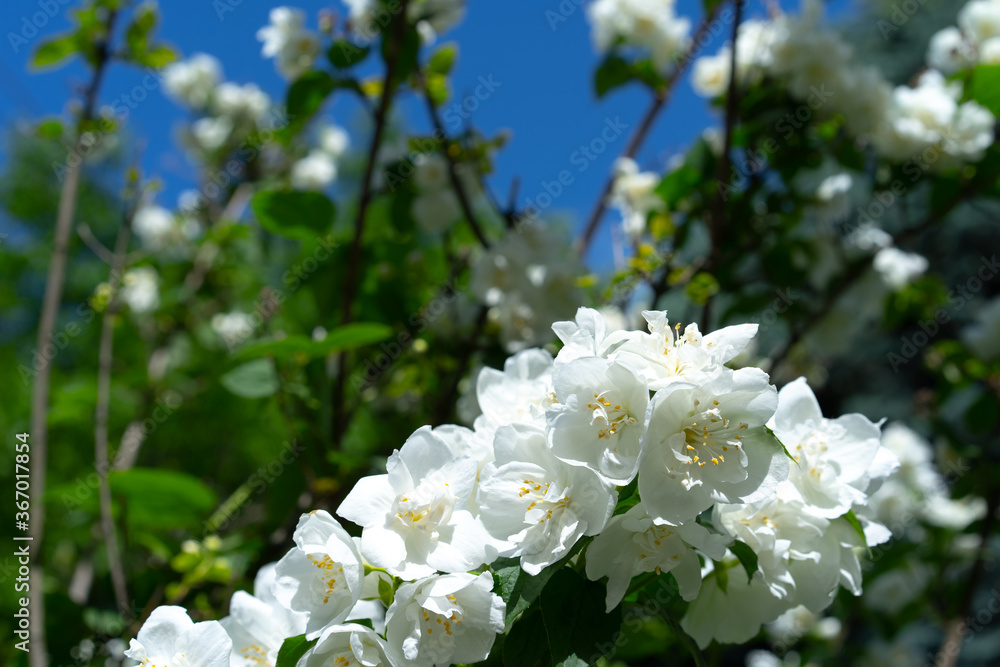 Blooming jasmine bush on a background of flowers Blooming jasmine bush on a background of flowers