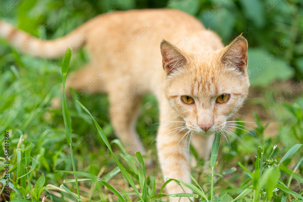 Ginger cat with yellow eyes