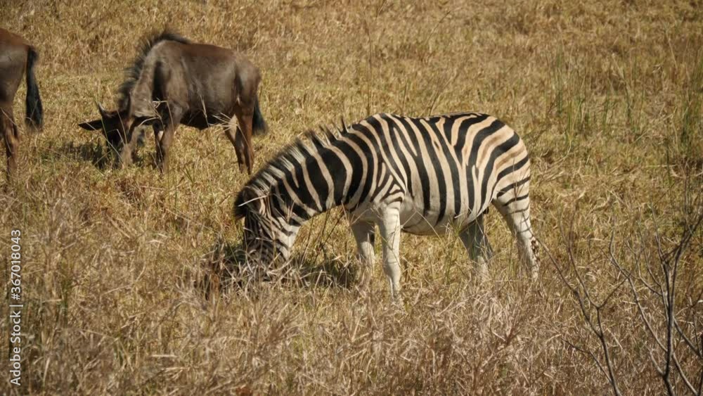 Plains Zebra in Natural Habitat, South Africa Plains Zebra in Natural Habitat, South Africa