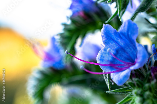 blue flower