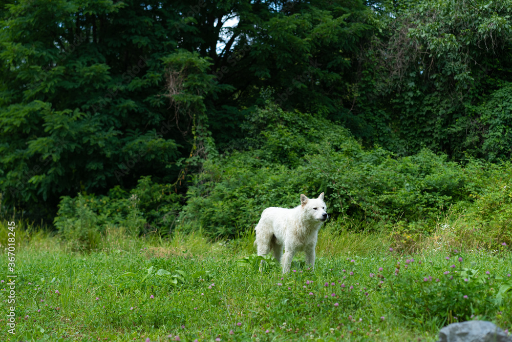 Obraz premium White stray dog ​​that looks like a wolf