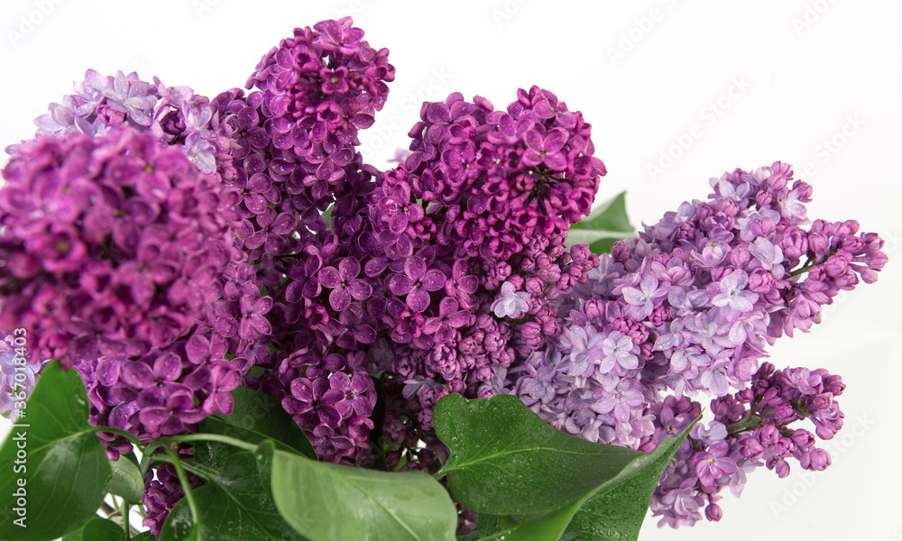 Bouquet of spring lilac violet flowers with drops of water on white background. Bouquet of spring lilac violet flowers with drops of water on white background.