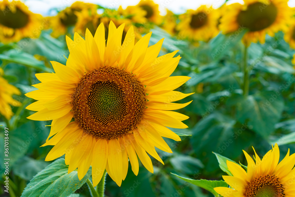 Sunflowers growing in the field Sunflowers growing in the field
