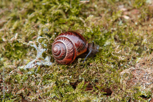 Garden snail on the surface of old stump with moss in a natural environment. Helix pomatia. Close-up images.