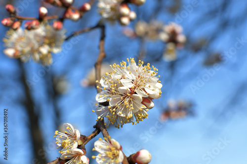 tree blossom