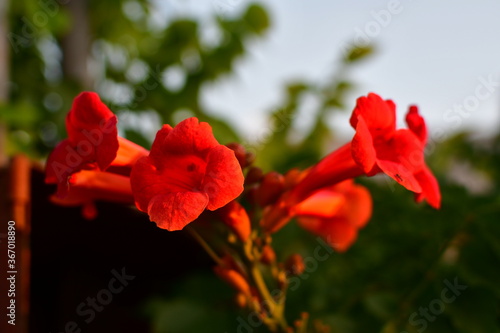 red flower