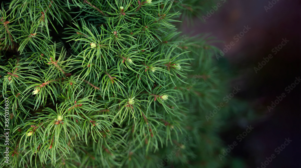 Closeup of Christmas-tree background. Pine Texture.Selective focus.