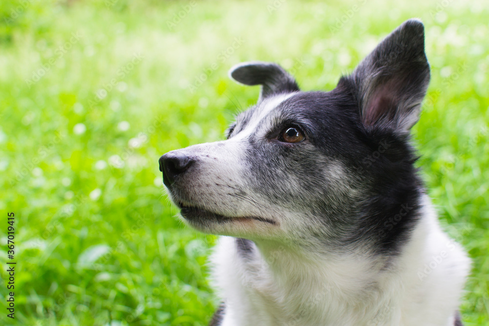 Close-up portrait of a dog. Black and white cur. Dog without breed. Happy animal on grass background.