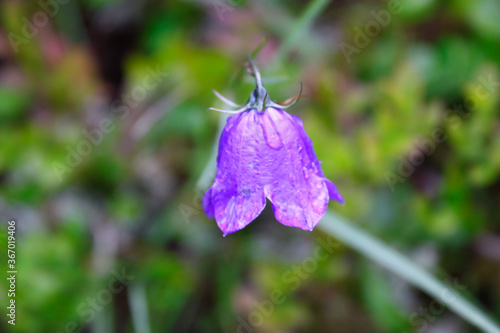 beautiful purple colored bell flower in the alps