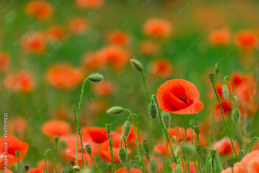 Fototapeta premium Beautiful red poppies. Red Flower symbol of war. remembrance day