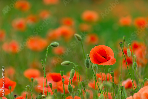 Beautiful red poppies. Red Flower symbol of war. remembrance day