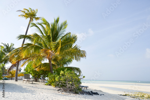 Beautiful Maldive Beach Fun Island Palm Trees