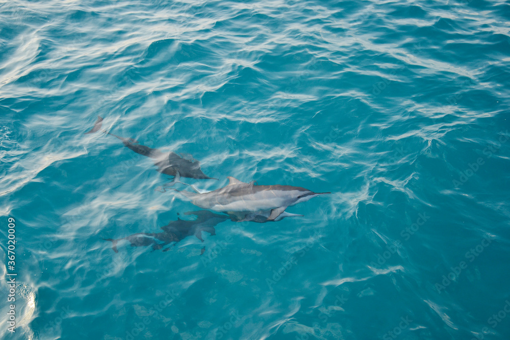 Fototapeta premium Dolphins Blue Ocean Maldive Sea