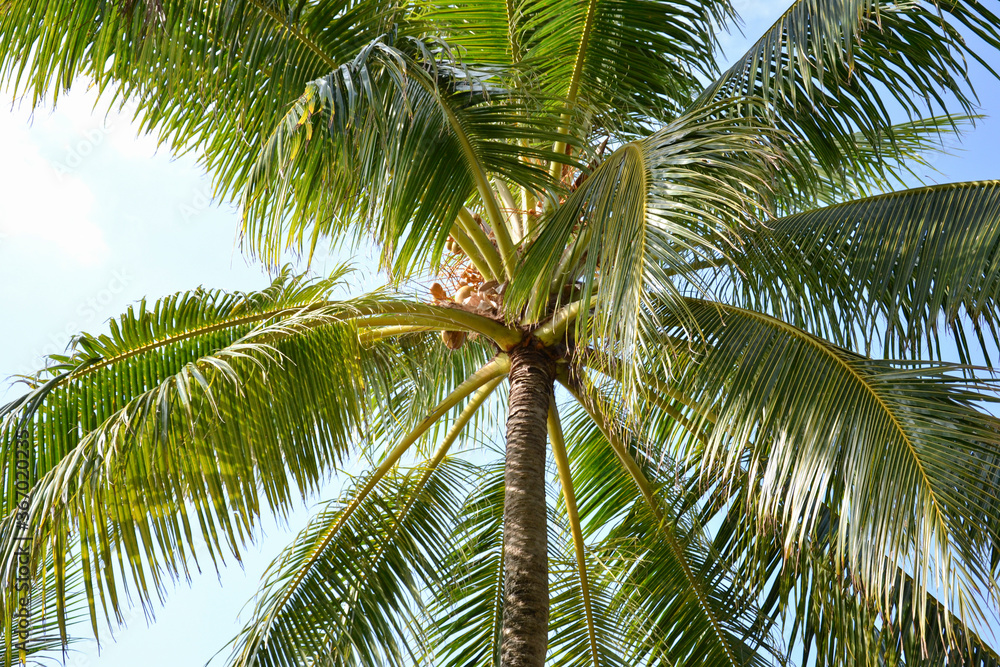 Palm Tree Maldive Beach Nature. Palm trees at sun light. Coconut tree. Tropical palm.