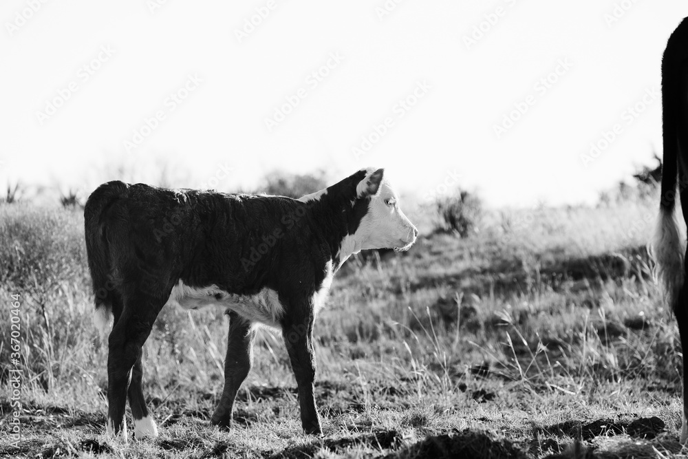 Hereford calf, profile view in black and white on beef cow farm. Stock ...