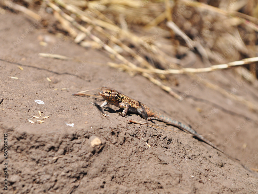 lizard on the ground