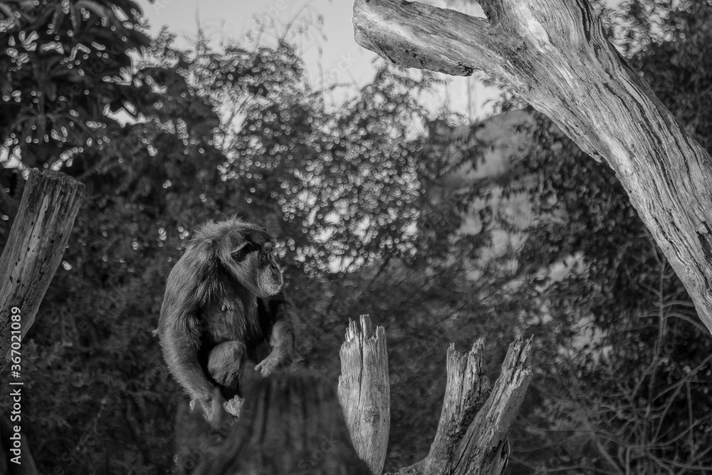 Fototapeta premium Monkey in the forest